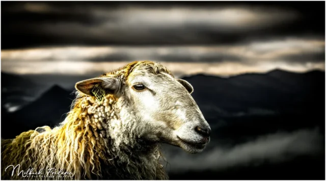 Brebis d'Ossau-Iraty