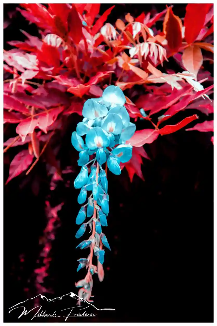 Tirage d’art – “ Tirage d’art – Glycine Turquoise Infrarouge ” – Photographie Fine Art – Image 4