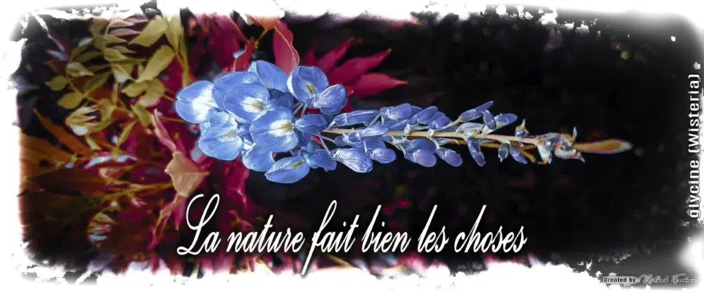 Mug Céramique « Glycine Enchantée » — Édition Botanical série